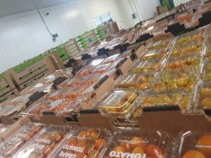camara de refrigeración de tomates