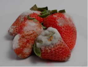 Aplicación de Ozono para el Cultivo de Fresas